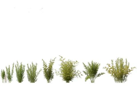 Elegante pacchetto di erbe di bamb&ugrave; 33 Modello 3D