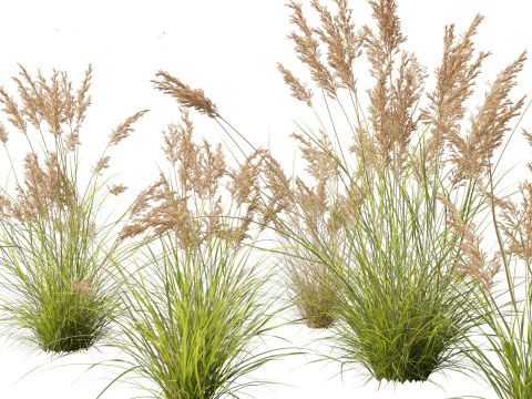 Elegante pacchetto di erbe di bamb&ugrave; 33 Modello 3D