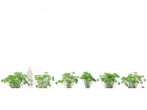 Elegante pacchetto di erbe di bamb&ugrave; 33 Modello 3D