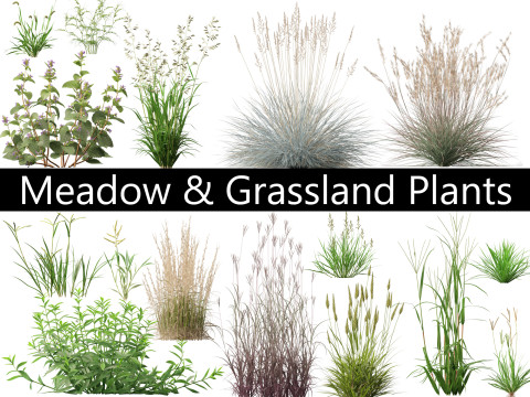 초원 초원 식물 팩 34 3D 모델