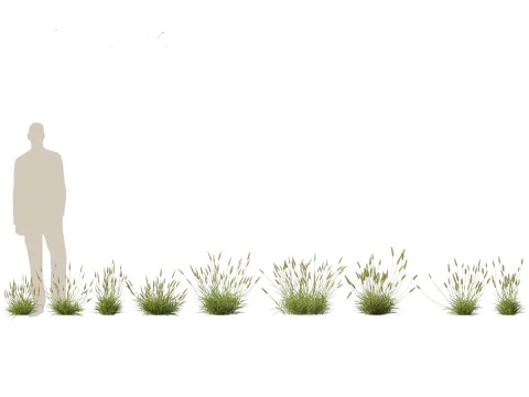 Pacchetto Piante Prateria Prato 34 Modello 3D