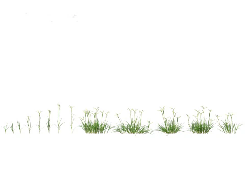 Pacchetto Piante Prateria Prato 34 Modello 3D
