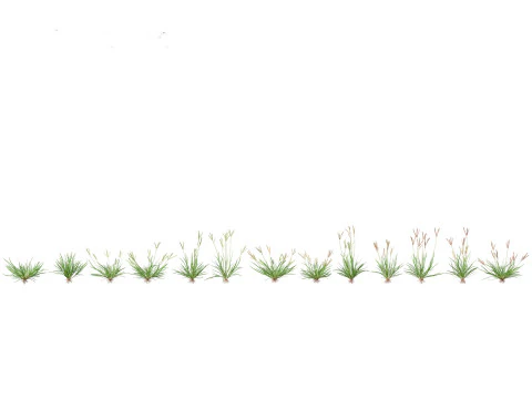 Pacchetto Piante Prateria Prato 34 Modello 3D
