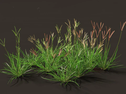 Pacchetto Piante Prateria Prato 34 Modello 3D