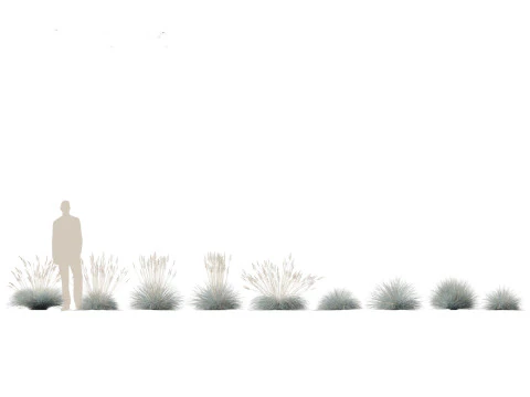 Pacchetto Piante Prateria Prato 34 Modello 3D