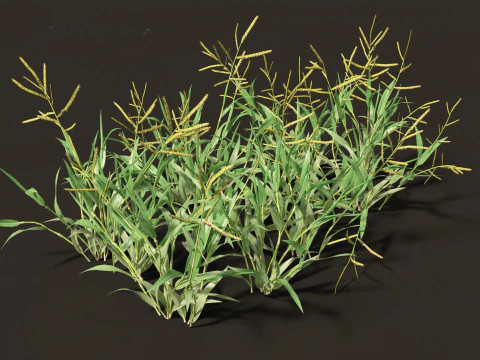 Pacchetto Piante Prateria Prato 34 Modello 3D