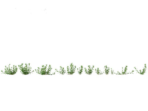 Pacchetto Piante Prateria Prato 34 Modello 3D