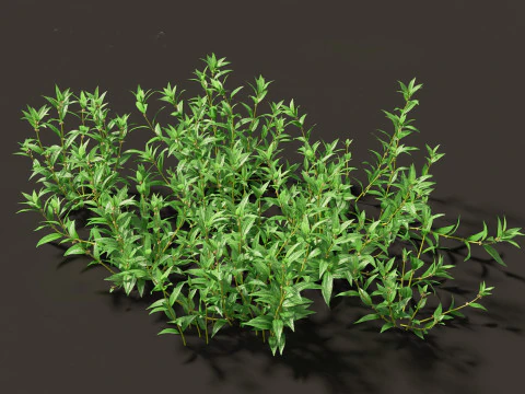 Pacchetto Piante Prateria Prato 34 Modello 3D