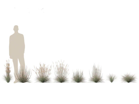 Pacchetto Piante Prateria Prato 34 Modello 3D