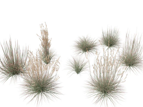 Pacchetto Piante Prateria Prato 34 Modello 3D