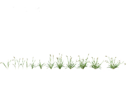 Pacchetto Piante Prateria Prato 34 Modello 3D