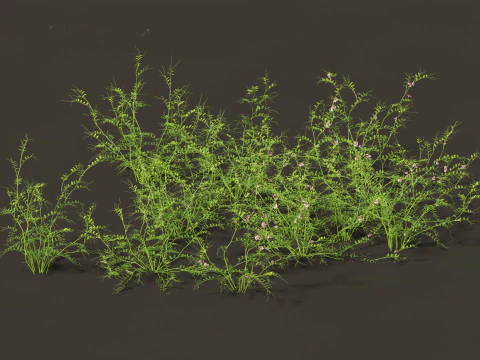 Pacchetto Piante Prateria Prato 34 Modello 3D