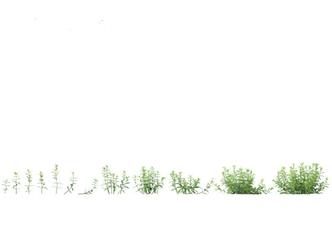 Pacchetto Piante Prateria Prato 34 Modello 3D