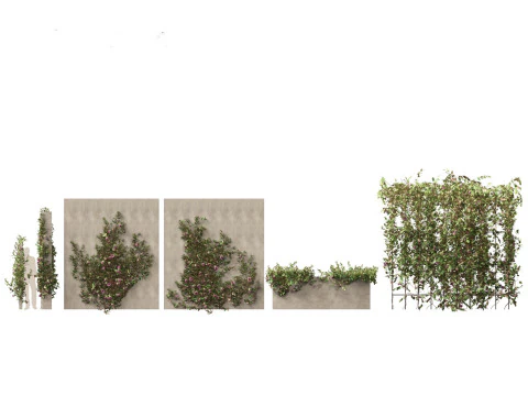 Exotic Vines Climbers Pack 37 3D Model