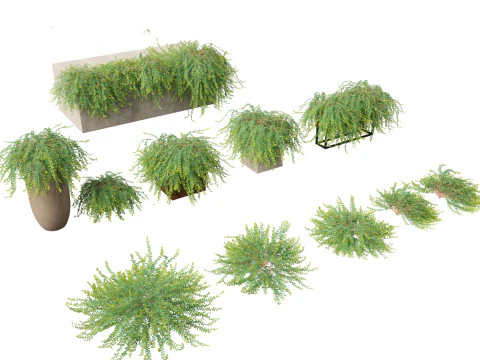 Exotic Vines Climbers Pack 37 3D Model