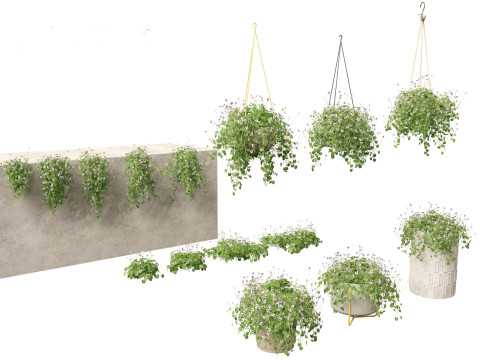 Pacchetto rampicanti esotici 37 Modello 3D