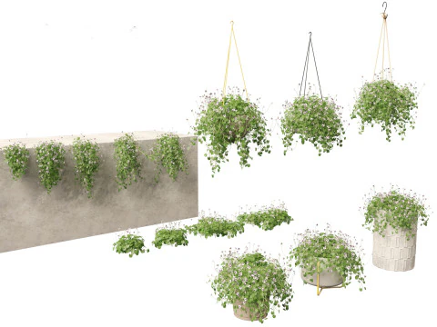 Exotic Vines Climbers Pack 37 3D Model