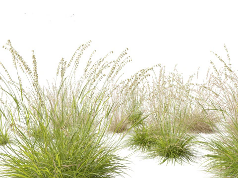 Elegant Garden Grasses Pack 38 3D Model
