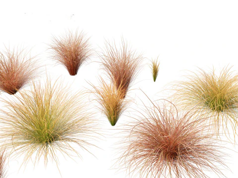 Elegant Garden Grasses Pack 38 3D Model