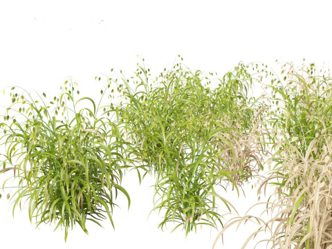 Elegant Garden Grasses Pack 38 3D Model