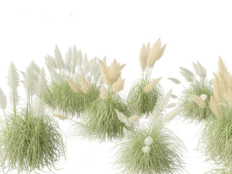 Elegant Garden Grasses Pack 38 3D Model