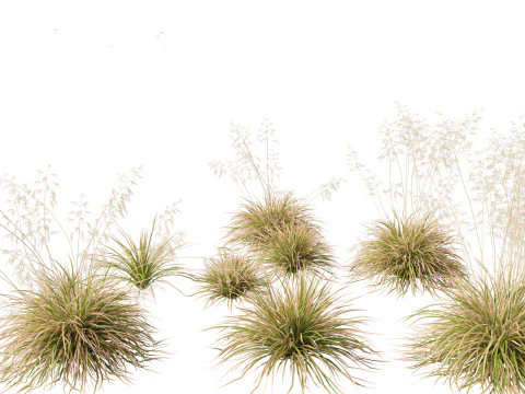 Elegant Garden Grasses Pack 38 3D Model