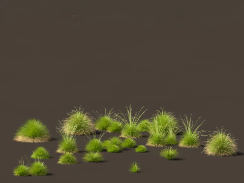 Elegant Garden Grasses Pack 38 3D Model