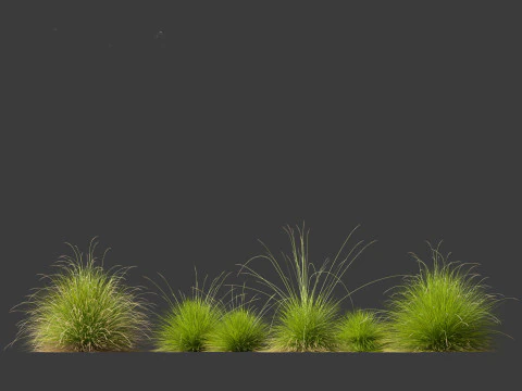 Elegant Garden Grasses Pack 38 3D Model