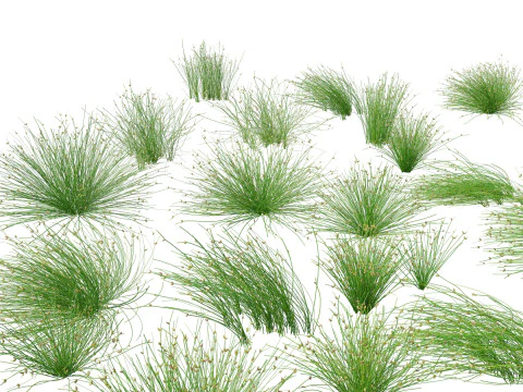 Elegant Garden Grasses Pack 38 3D Model