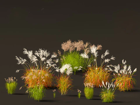 Elegant Garden Grasses Pack 38 3D Model