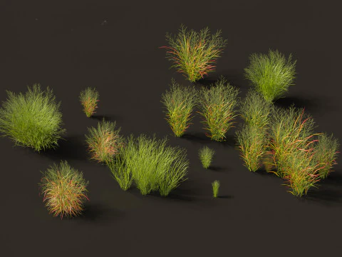 Elegant Garden Grasses Pack 38 3D Model