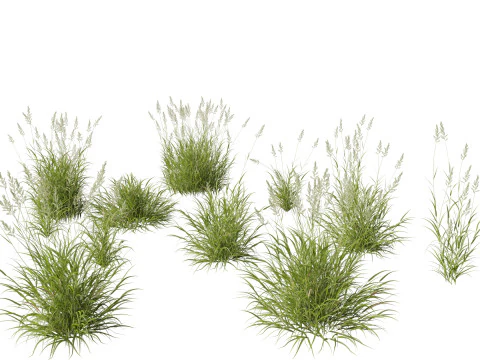Elegant Garden Grasses Pack 38 3D Model