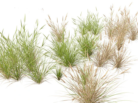 Elegant Garden Grasses Pack 38 3D Model
