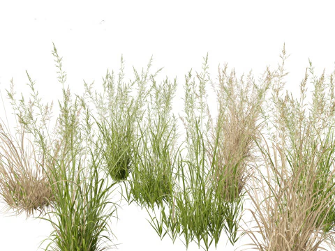 Elegant Garden Grasses Pack 38 3D Model