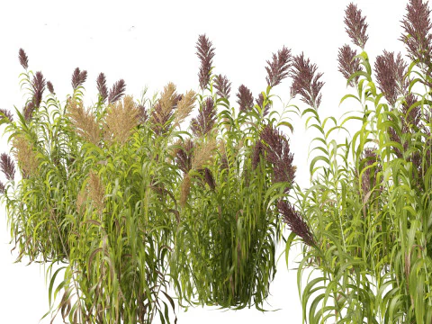 Elegant Garden Grasses Pack 38 3D Model
