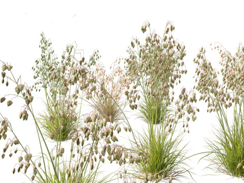 Elegant Garden Grasses Pack 38 3D Model
