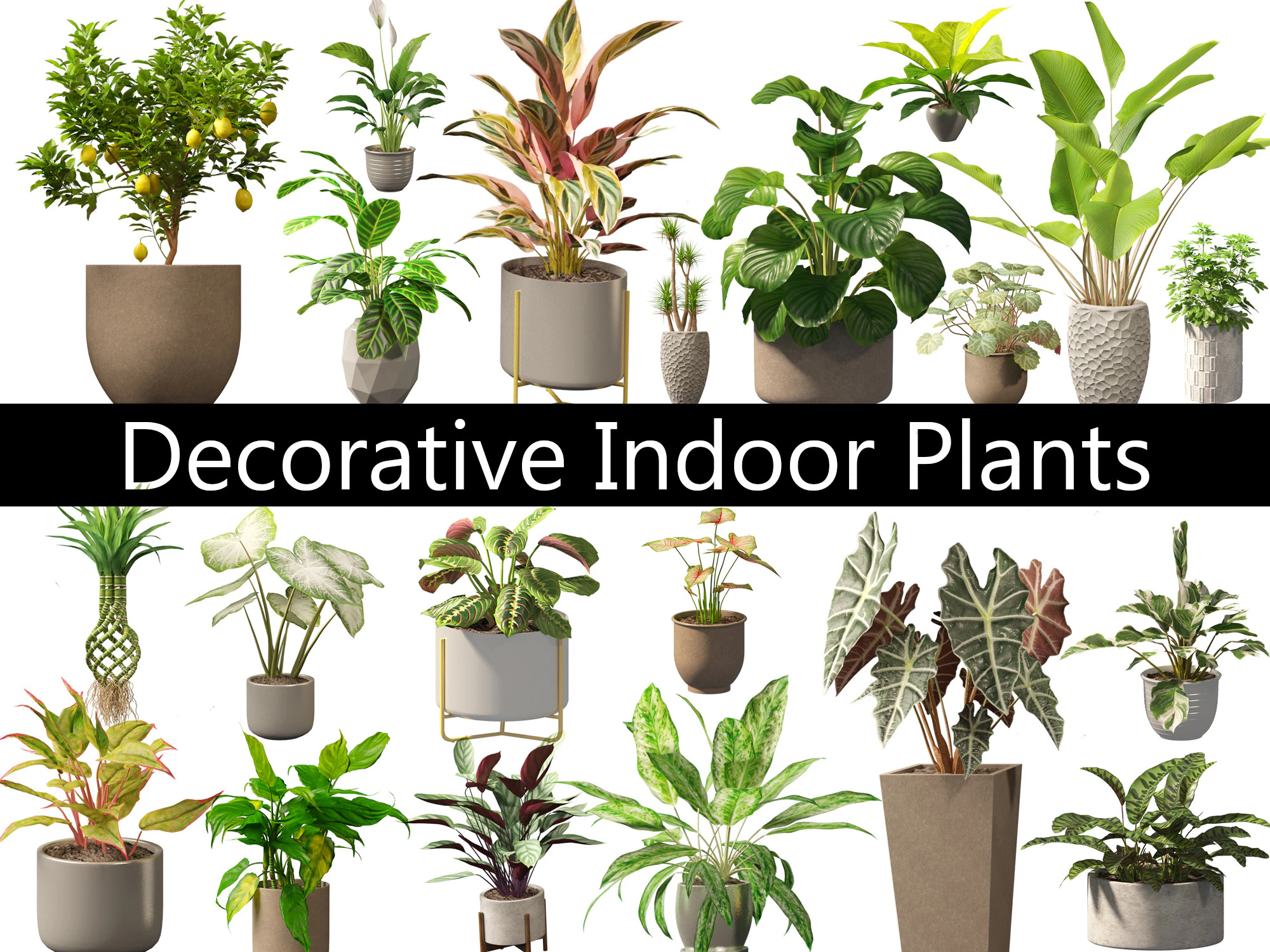 Decorative Indoor Plants Essentials 41 3D Model .c4d .max .obj .3ds .fbx .stl .blend 