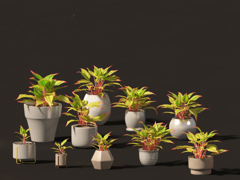 Elementi essenziali per le piante decorative da interno 41 Modello 3D