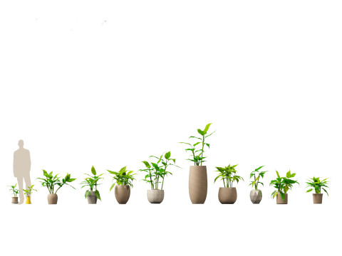 Elementi essenziali per le piante decorative da interno 41 Modello 3D