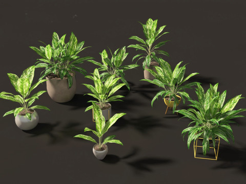Elementi essenziali per le piante decorative da interno 41 Modello 3D