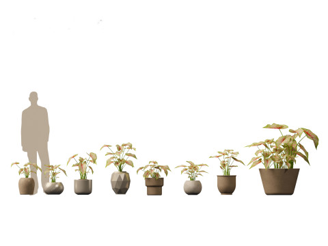 Elementi essenziali per le piante decorative da interno 41 Modello 3D