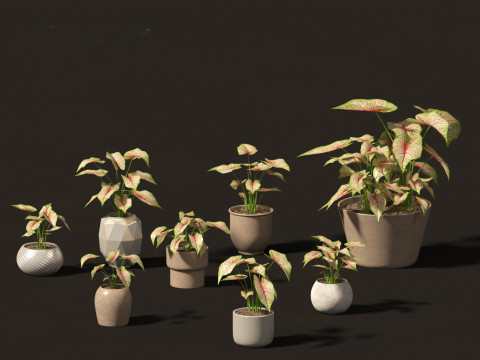 Elementi essenziali per le piante decorative da interno 41 Modello 3D