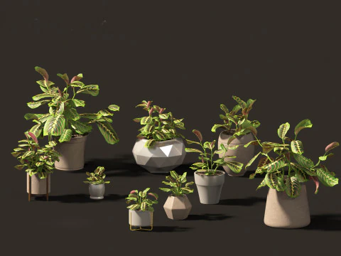 Decorative Indoor Plants Essentials 41 3D Model