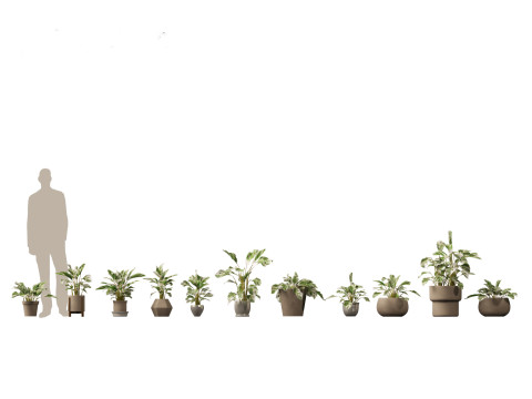 Elementi essenziali per le piante decorative da interno 41 Modello 3D