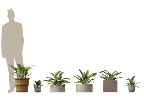 Decorative Indoor Plants Essentials 41 3D Model