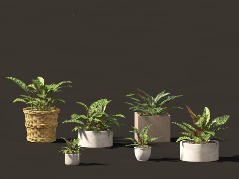 Elementi essenziali per le piante decorative da interno 41 Modello 3D