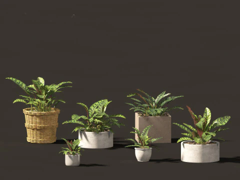 Decorative Indoor Plants Essentials 41 3D Model