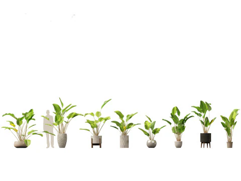 Decorative Indoor Plants Essentials 41 3D Model