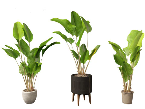 Decorative Indoor Plants Essentials 41 3D Model