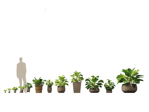 Elementi essenziali per le piante decorative da interno 41 Modello 3D